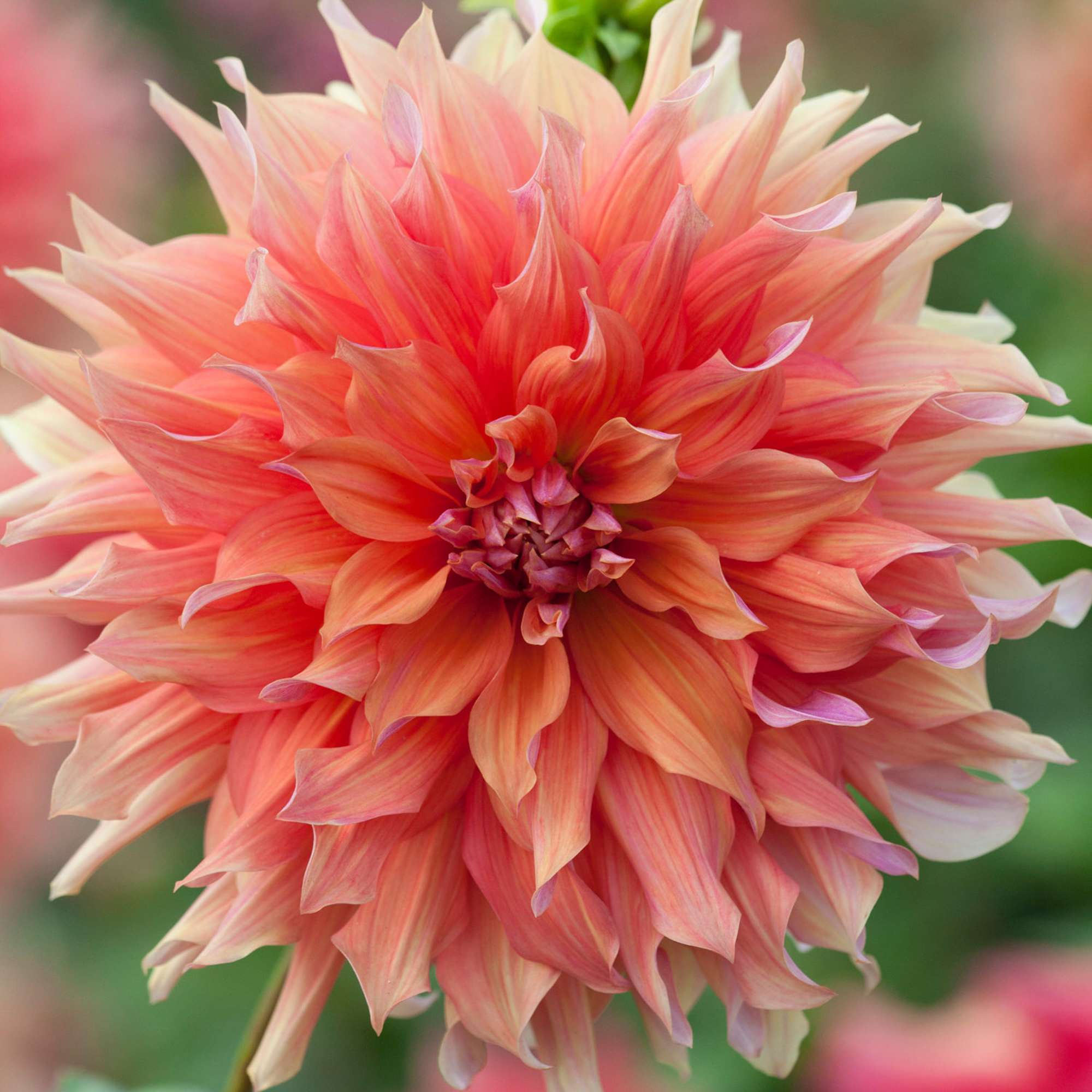 Dahlia 'Belle of Barmera'